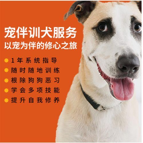 随时随地在线训犬 宠伴训犬引领宠物训导新风尚