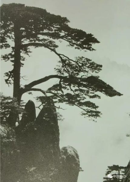 带您了解黄山迎客松:图说迎客松百年