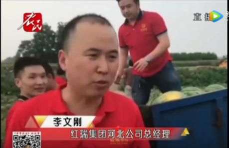 红瑞集团河北公司总经理李文刚接受河北电视台农民频道记者的现场