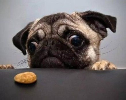人食狗成语疯狂猜成语_眼的成语疯狂猜成语图(3)