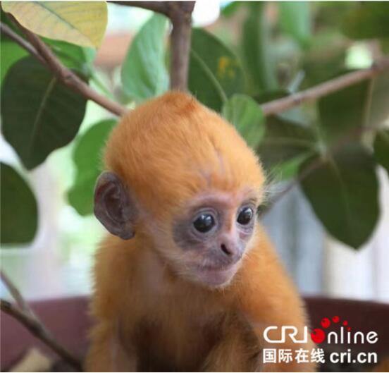 白头叶猴幼崽