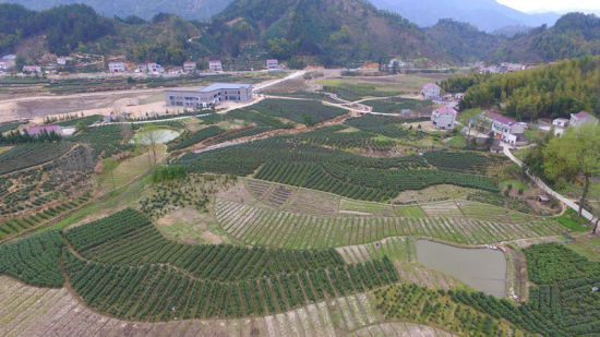 舒城小兰花进入采摘期