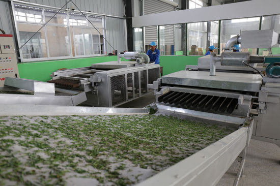 舒城小兰花进入采摘期