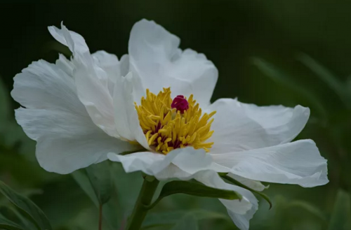 走进丸碧洛阳杨山牡丹种植基地 探究牡丹秘密
