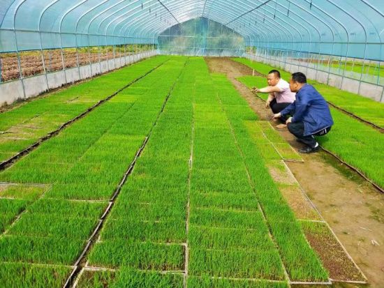 休宁各地不误农时播种水稻