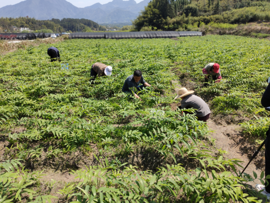 基地,该县以林长制改革为契机,结合林农"增收五法",打造以林下(黄精)