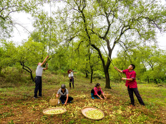 日,枣收时节,安徽宣城市宣州区水东镇艺术乡村前进村村民忙着打枣收枣