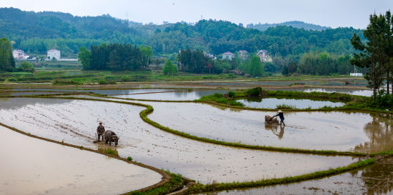 ��ɽ��ǧĶ����ط�ɭ ��ͼ