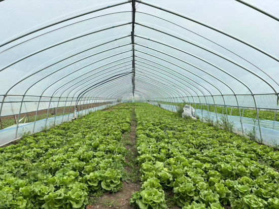 �߲˴���������ˡ����� ��