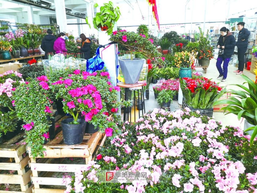 春节临近花卉市场春意盎然