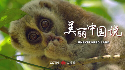 8k纪录片《美丽中国说》央视频首播,来自中国的神奇动物陪你过大年