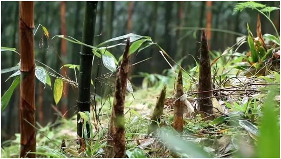 熊猫笋与时间赛跑的美味
